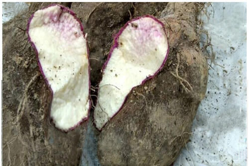 看完|毛薯和山药的区别,看完才知道,网友:又涨知识了!