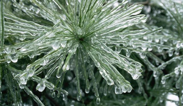 花卉换盆换土,记得这一步,没了黄叶烂根!