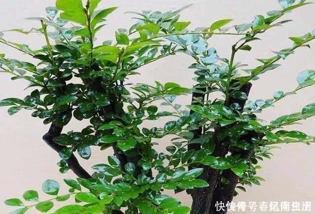 9种价格不菲的盆栽,不能拥有至少也过过眼瘾嘛