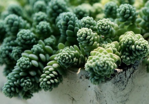 五种一开花爆盆的多肉,漂亮好养懒人必备,漂亮好养惹人爱,呆萌