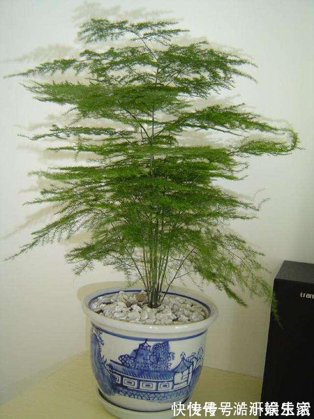 花卉|文竹黄叶不要慌,这“3种”物品,兑水浇盆里,黄叶全不见!