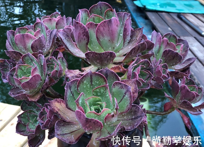 法师|多肉红富士法师，出状态时那一抹红色的娇艳是否会将你彻底迷倒