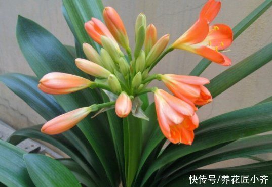 水分|君子兰浇水分“两季”，浇水方法各不相同，掌握技巧就能不烂根