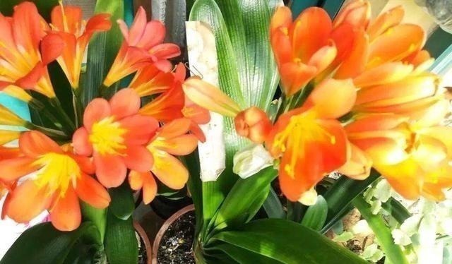 君子兰|养君子兰,“深盆”好,还是“浅盆”好选错了,不长叶,难开花!