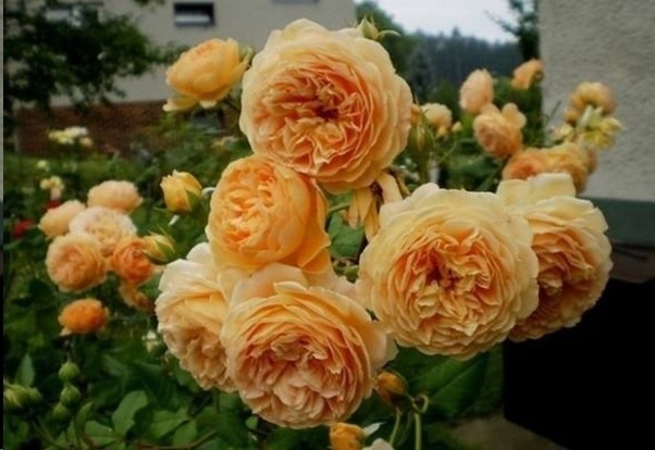 光照|7种一年四季开花的植物，阳台养一盆，天天有花看！