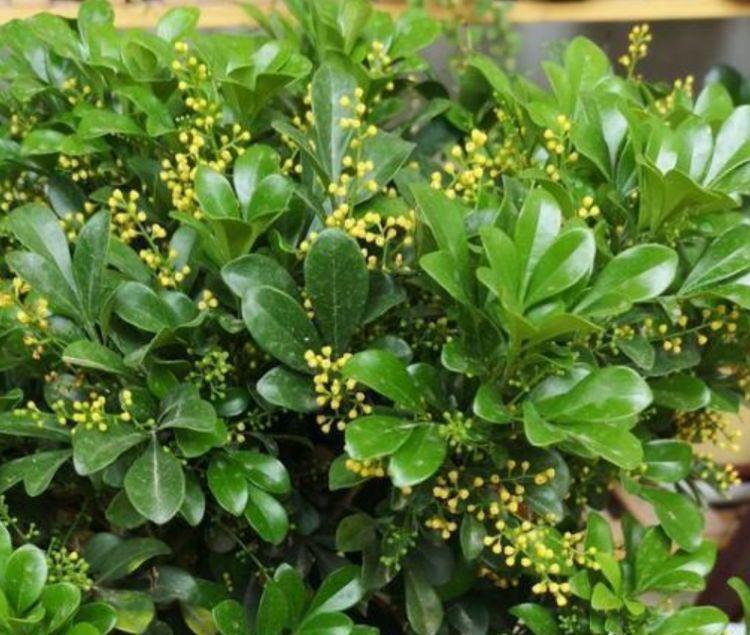 4种花,一养就上瘾,随手养一盆,花美色艳,花儿轻松开爆盆