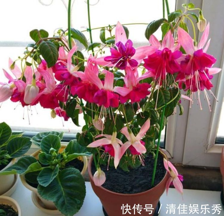 扶桑扶桑|几款经常爆盆的花卉，花色清新美丽，似凤凰振翅，花开妖嫩轻盈