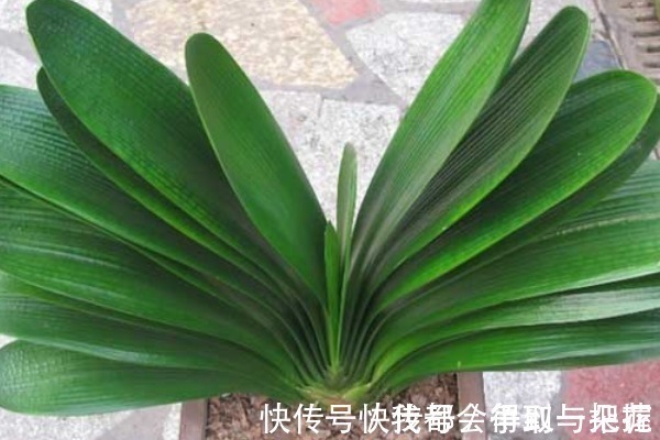 阳台上|养君子兰有3个“秘诀”,做好了,叶片蹭蹭“长不停”,花朵更艳