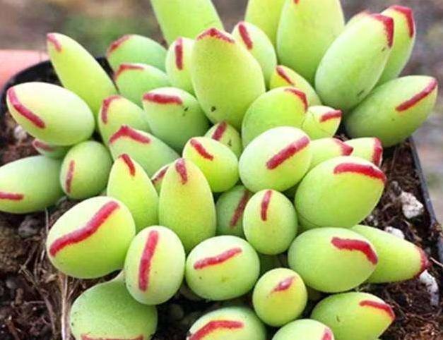 家里养3种花，一年到头开花不断，好养活，观赏性高