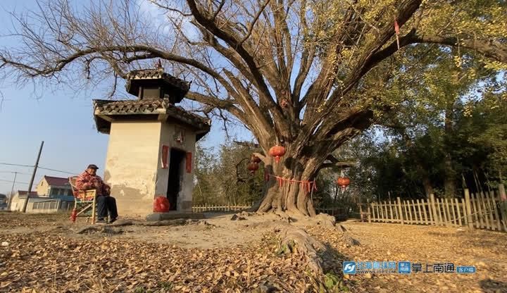 藏不住|藏不住的千年银杏 一年一遇的最美期待