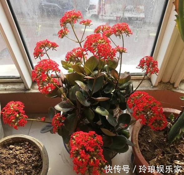 养花浇水是技术活盆栽远离5种水,植物伤亡少、花友不走弯路
