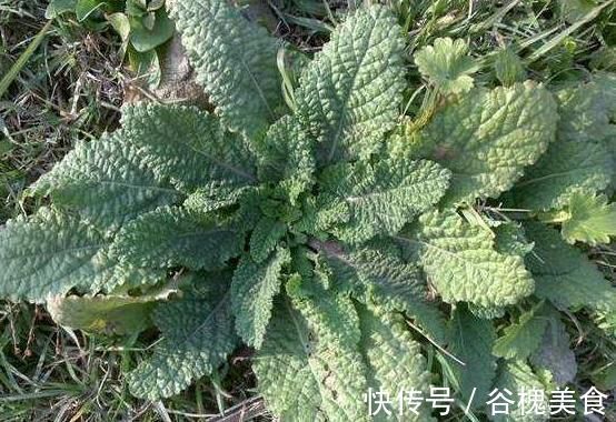 癞蛤蟆草|见到此野草,别忽视了,此物有很大的作用,带回家好处不请自来