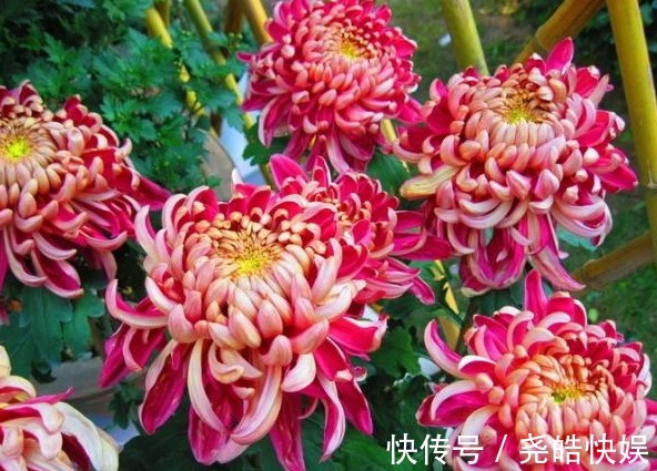 如何延长菊花的花期谨记“3诀窍”，花大色艳，持久开花多30天