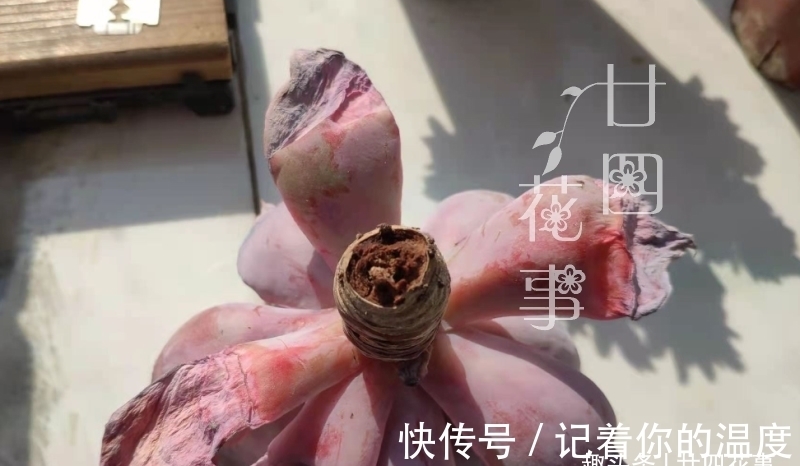 肉肉|多肉枯叶有4种原因,有的要及时摘,有的不能摘,有的要抢救