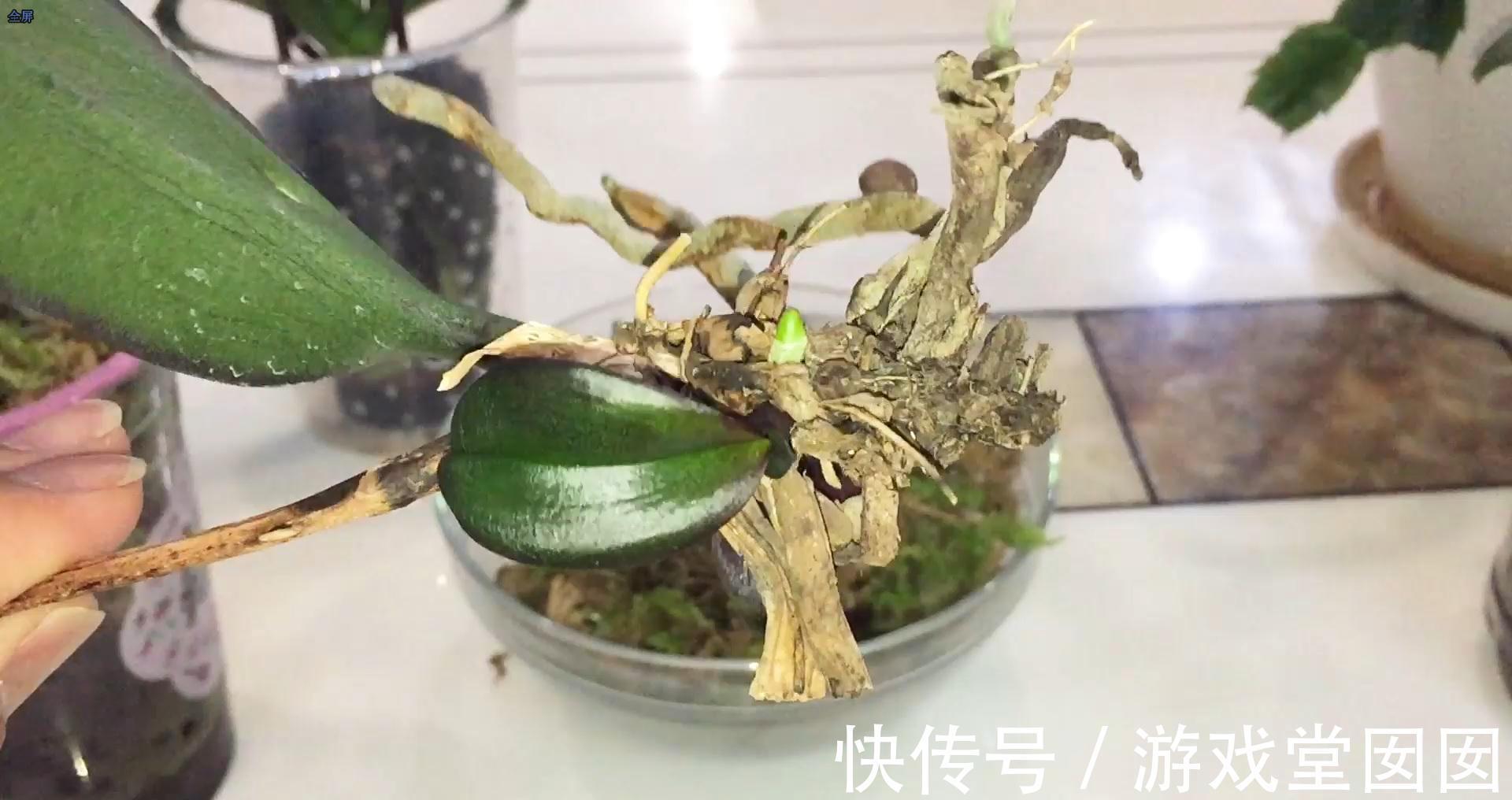 大蒜小米辣养兰花,杀虫杀菌,刺激根部生长,救烂根蝴蝶兰