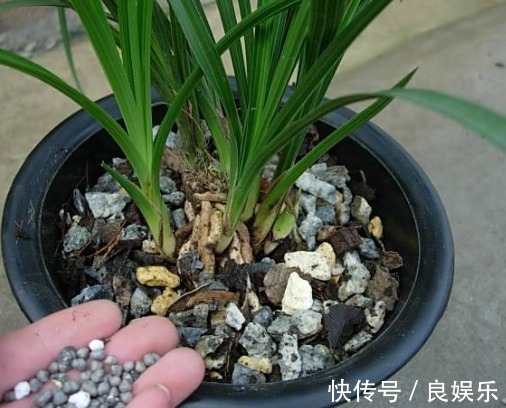 兰花怎么换盆教你3个兰花换盆的小妙招,换盆后生长旺盛开花多