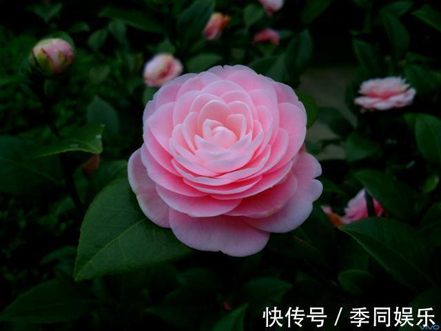 养茶花做好以下7点,叶片油亮、花朵艳丽、轻松开爆盆