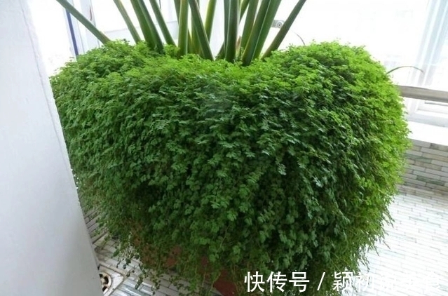 苔藓养兰花的2个妙用,保湿透气又促根,很快冒出水晶头