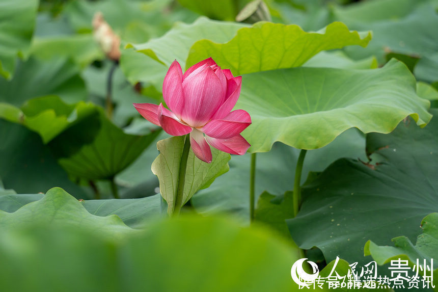 贵阳|贵阳白云：荷花盛开引客来