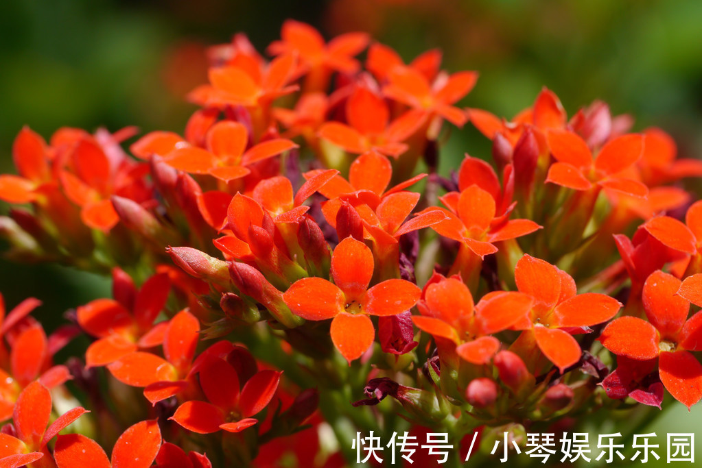 养花就养3种“神仙”花,名字好听好养活,花量大开花美,太好看