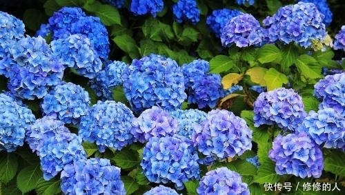 这种在盛夏开放的野花,不仅长得漂亮,还是治疗肺热咳嗽的良药