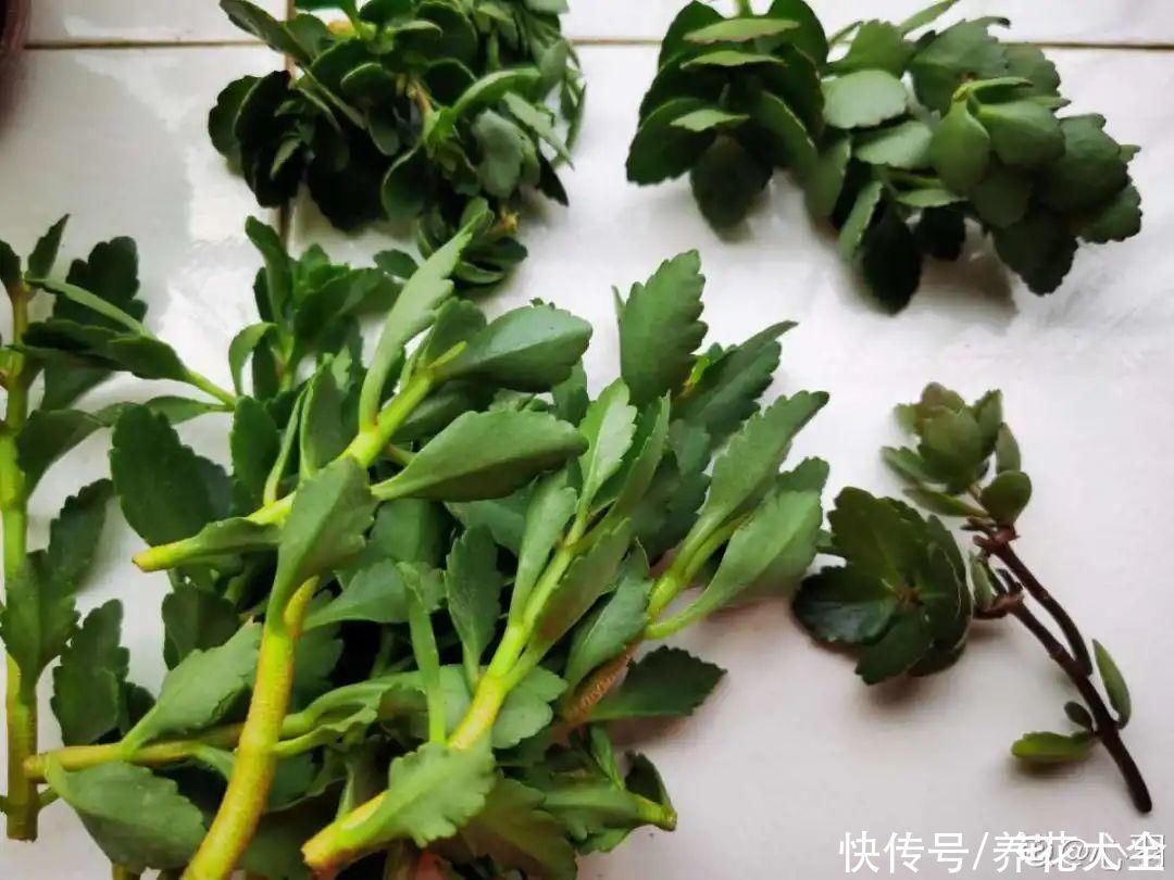 天竺葵|7种花养老桩不好，多扦插、养嫩苗，才能年年开花