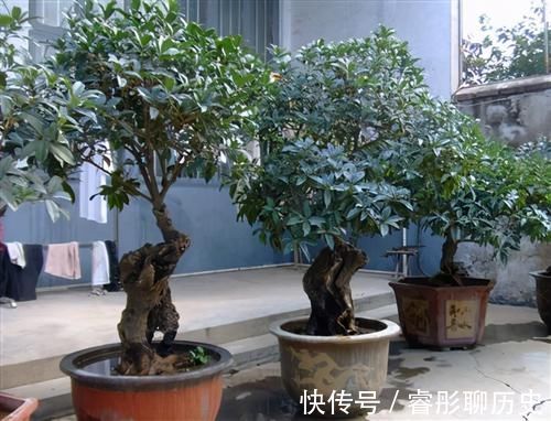 家里种树有讲究,4种吉祥树,庭院种一棵,多子多福又吉利