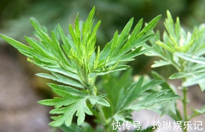 艾叶|“家有三年艾,郎中不用来”,艾叶浑身都是宝!但这类人不要碰