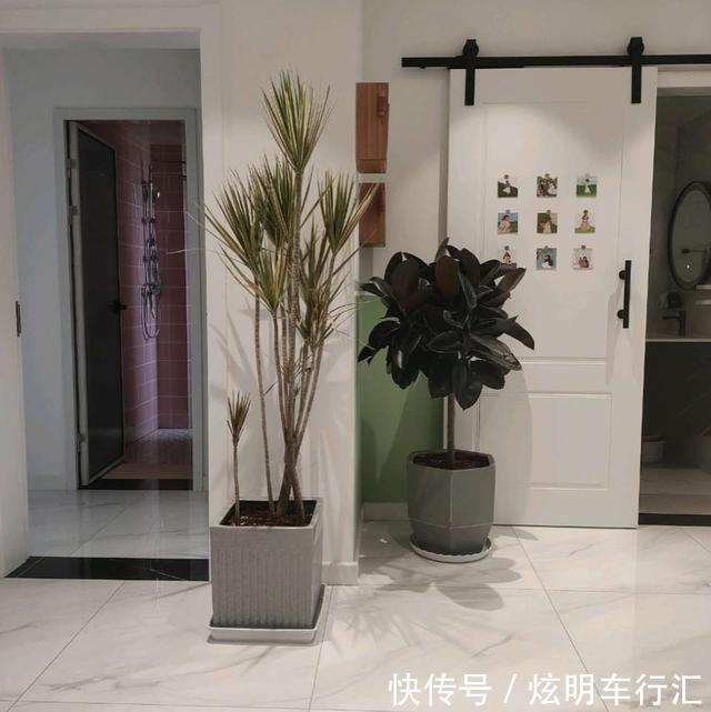 家里养上三种树,旺财旺人,你家养的吗?