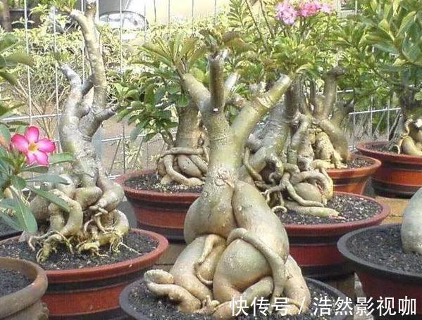盆栽|春夏交替,养啥花省心简单家庭盆栽5款植物,装饰效果佳