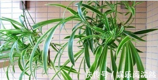 营养土|养花要学会“浇花”,3种花,浇水越勤快,长得越漂亮!
