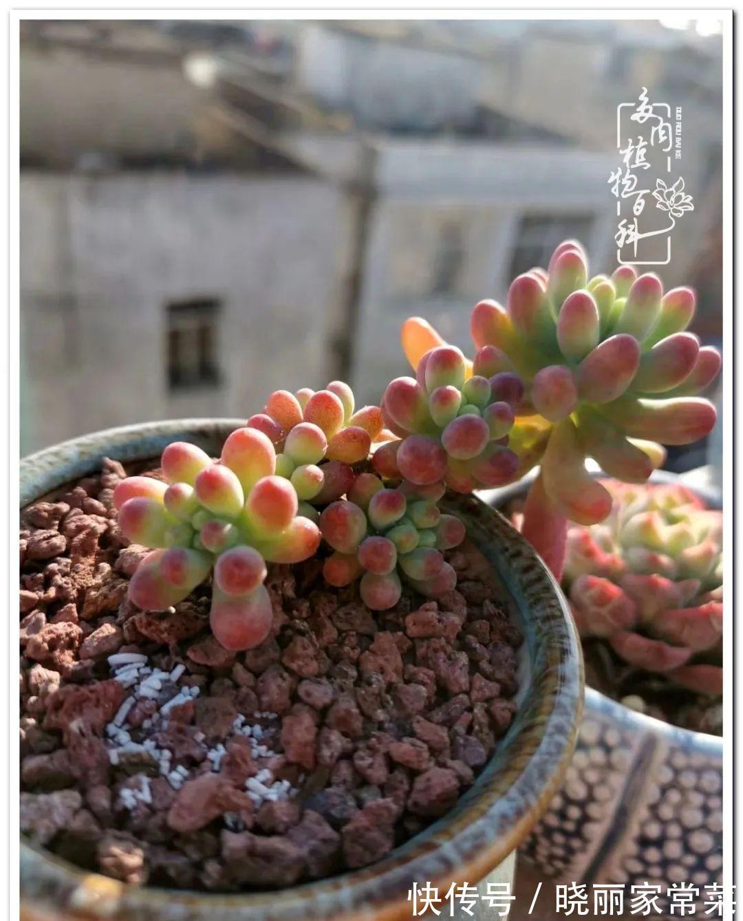 多肉之路,让我沉醉,浮世三千,有肉就欢!