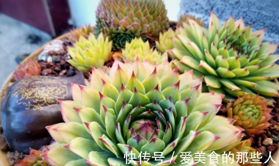 冬天养多肉观音莲,避开这4个误区,搁室内盆栽就能安全过冬