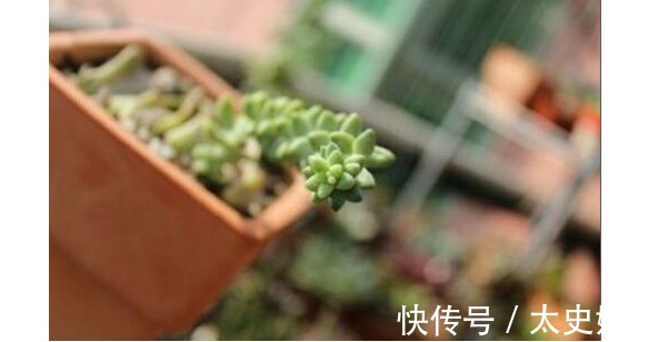 以下5种多肉,最容易爆盆!养上几盆,分分钟养爆盆,花盆装不下