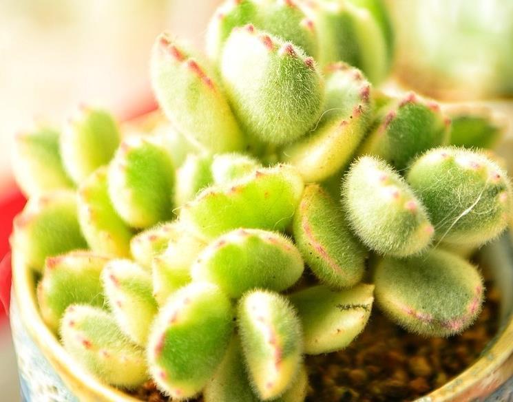 带你来认识萌翻了的熊童子