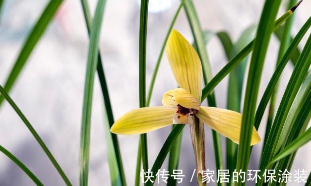 现在养兰花,记住3句“顺口溜”,叶色翠绿,花苞少不了