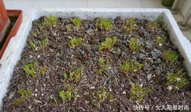 家种韭菜为啥长不快,补上这个方法后,种后苗粗收割多,吃法多