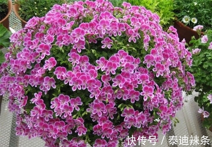 扦插|防盗窗养这5盆花,开花多、花期长,邻居看了都眼红