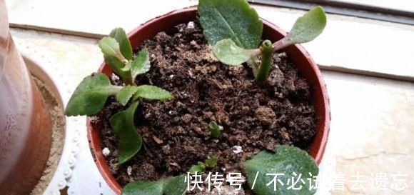 种花|7前,这3种花最适合扦插,“养不死”易爆盆,叶绿花还多