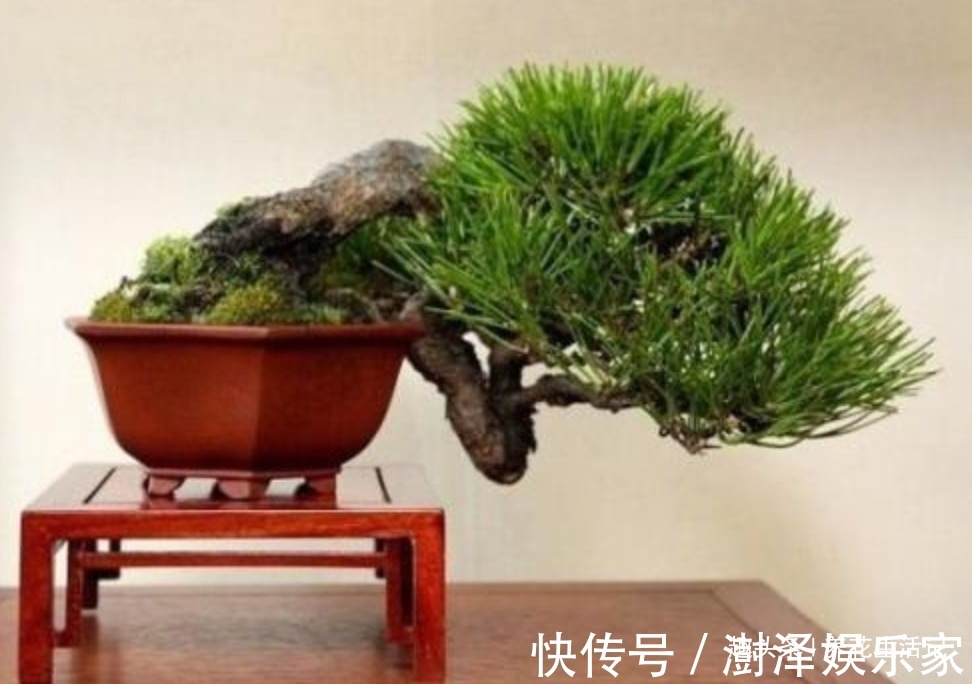 盆景|黑松盆景不发芽,做好“4个”主环节,生长旺“出芽”率高!