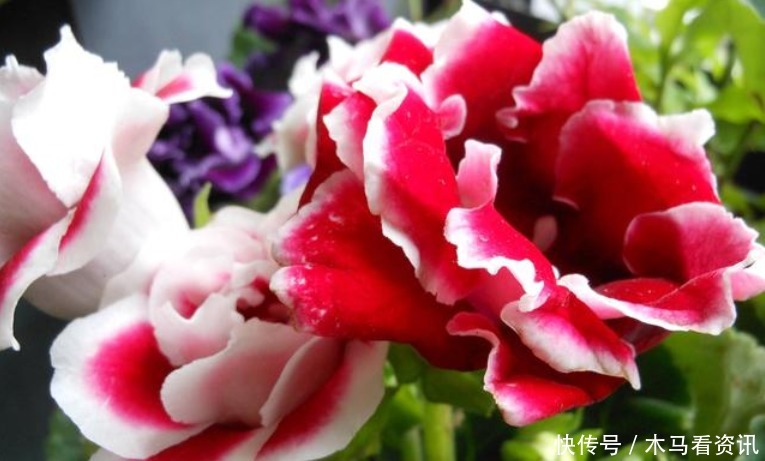扦插|“4种花”不用花钱买随便剪个枝,“插”土里就活,10天就生根