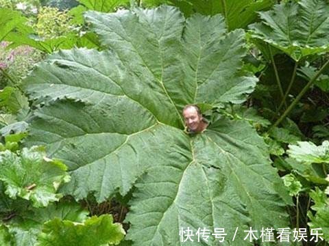 世界最大的叶子是它,1片能给10人遮雨,阳台种一盆就挤爆!