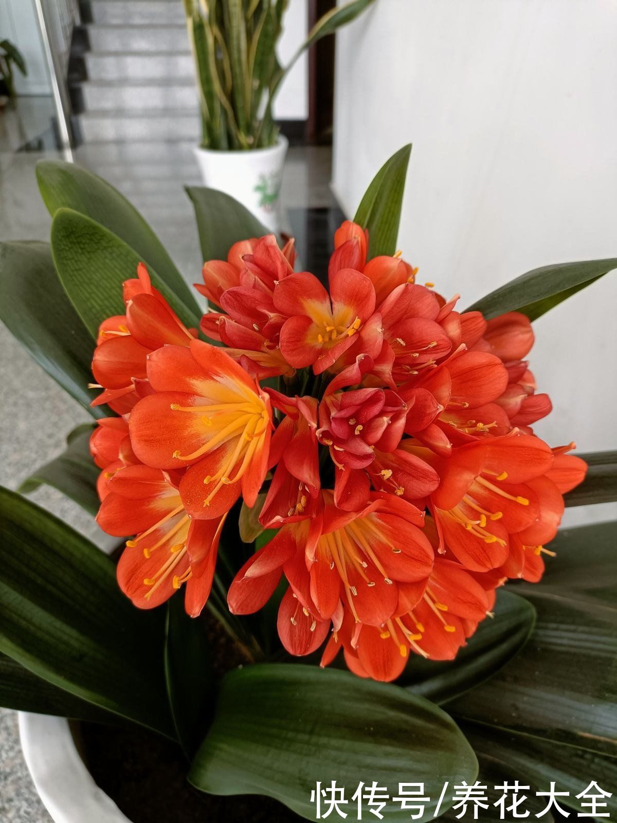 夏天|夏天养护君子兰，记住“两个不要”，不然状态会越来越差