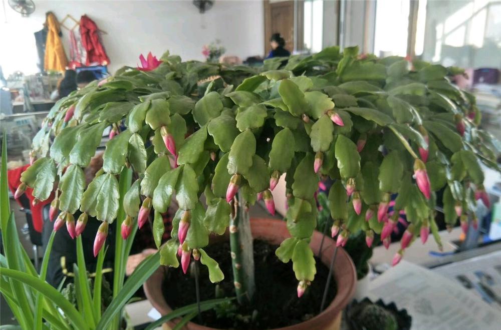 冬天花开之后从哪修剪,才能多开花?修剪后管理小技巧