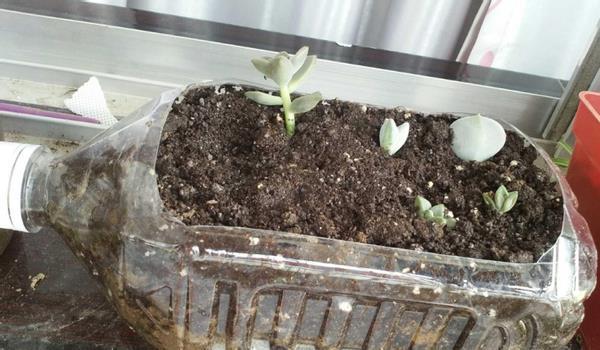 怎么将塑料瓶“一步步”打造成漂亮花盆?