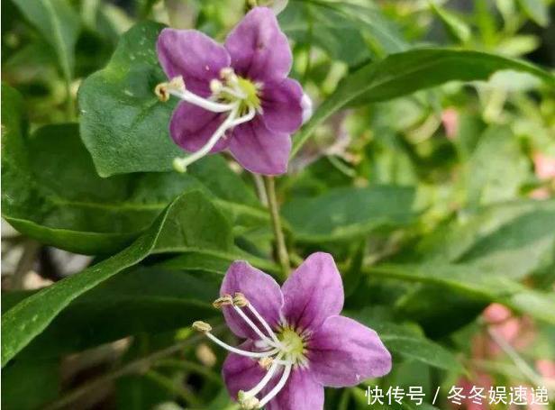 不会养花,就养这2种绿植,好养能吃花芳香,两年长成盆景