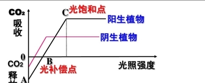 阳生植物、阴生植物的光补偿点、光饱和点