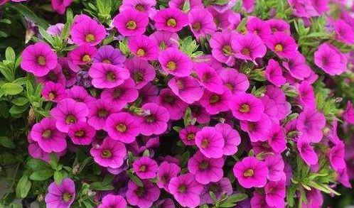 家里|此4种花号称开花机器,全年开花,养护简单,摆在家里超美的