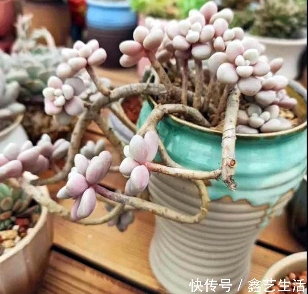 瀑布|最耐晒的8种多肉,夏天照样疯长不停,呼呼窜成小瀑布