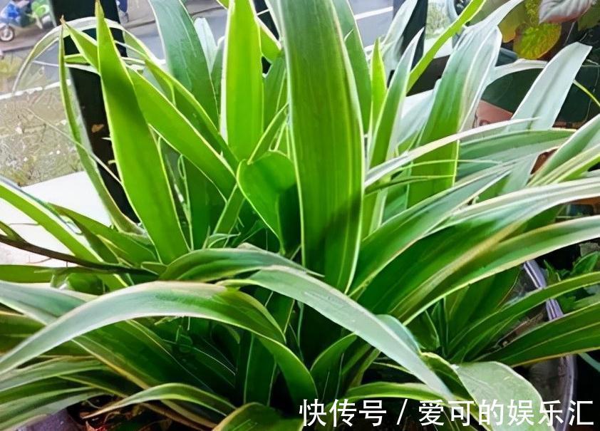 浇水|等了2年的新房终于装了,担心甲醛气味大,养这几盆花准没错